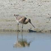 Black-tailed Godwit