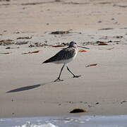 Bar-tailed Godwit