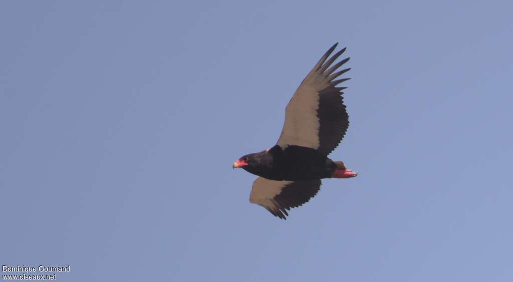 Bateleur des savanes mâle adulte, Vol