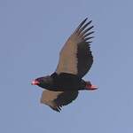 Bateleur des savanes