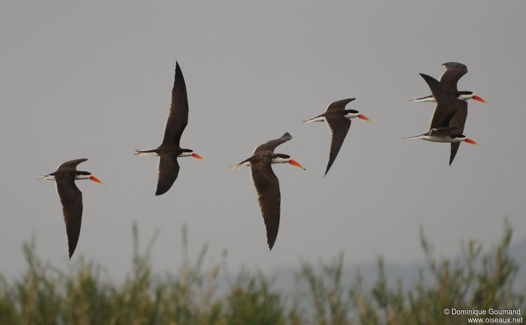 African Skimmer