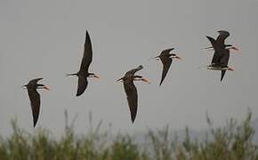 African Skimmer