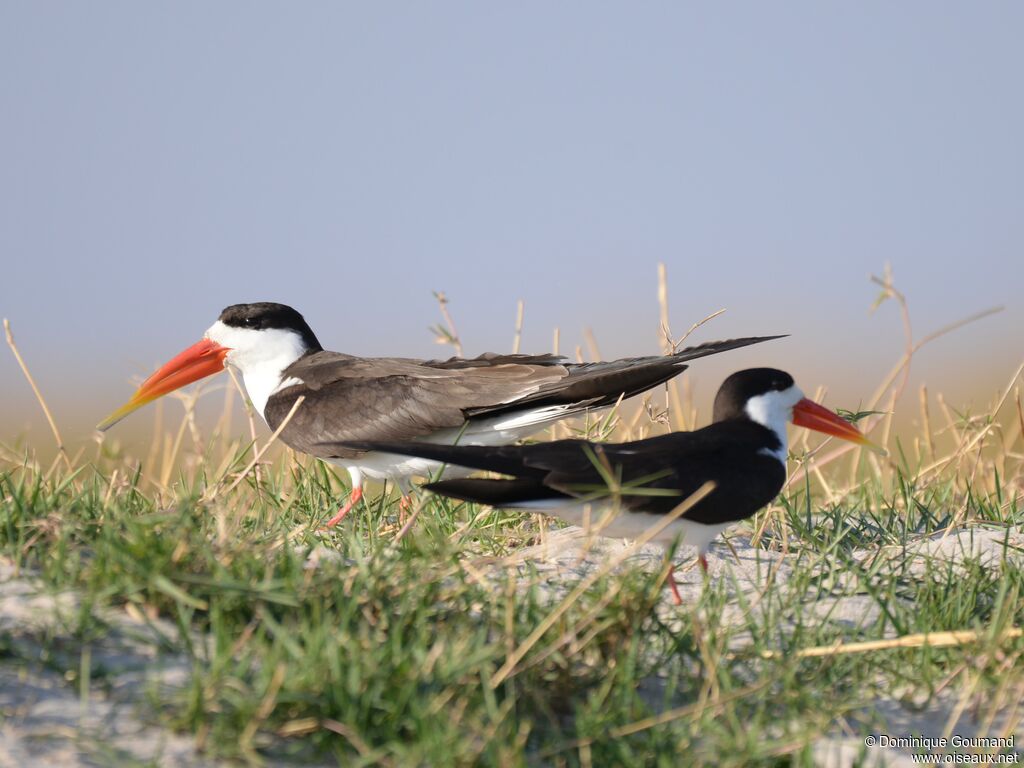 African Skimmer