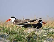 African Skimmer