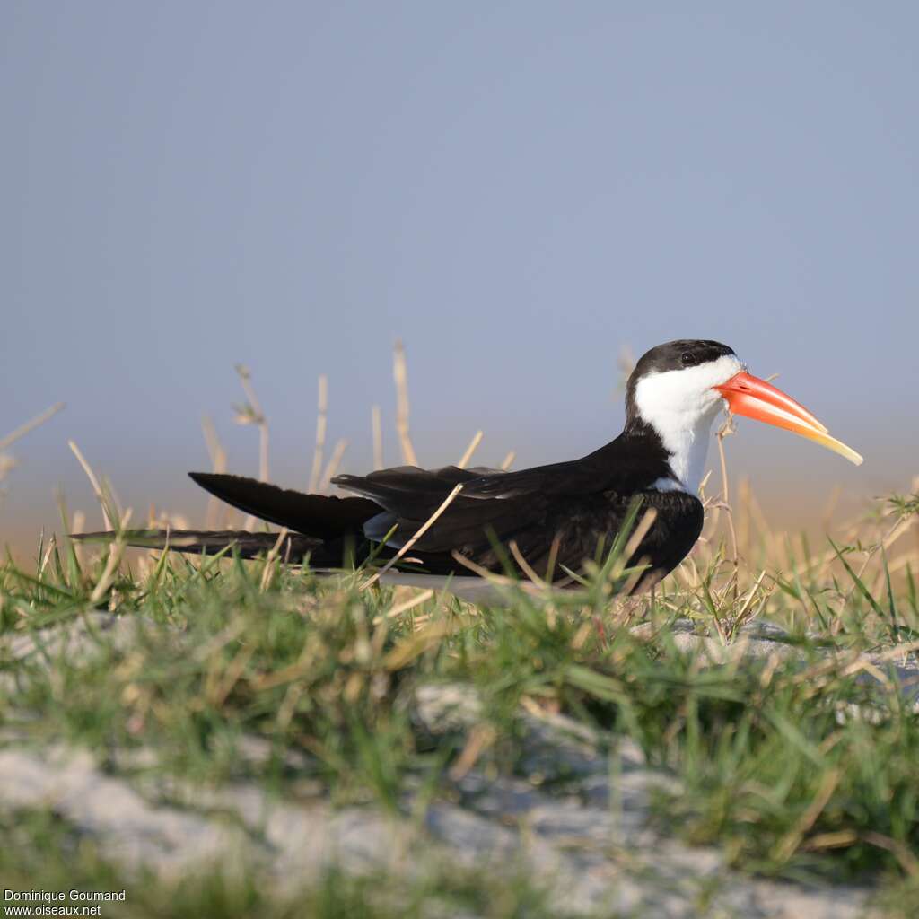 African Skimmeradult, identification