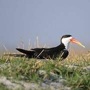 African Skimmer