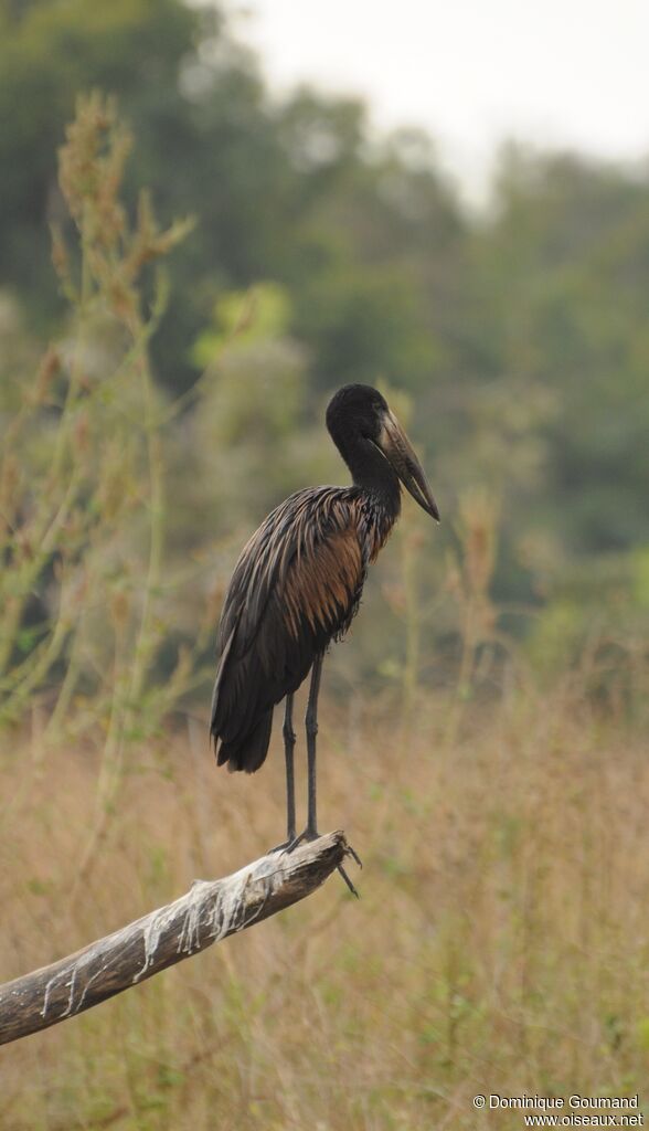 African Openbill