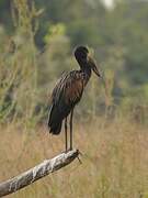 African Openbill