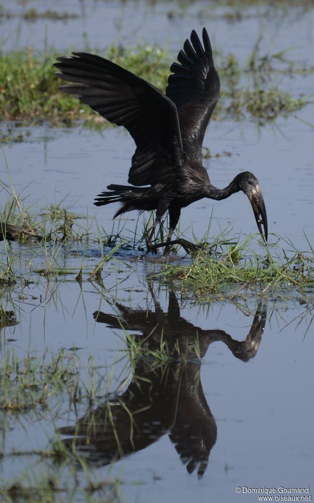 African Openbill