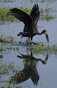 African Openbill