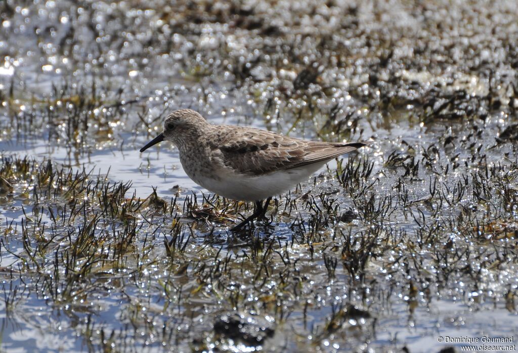 White-rumped Sandpiper