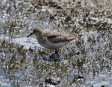 White-rumped Sandpiper