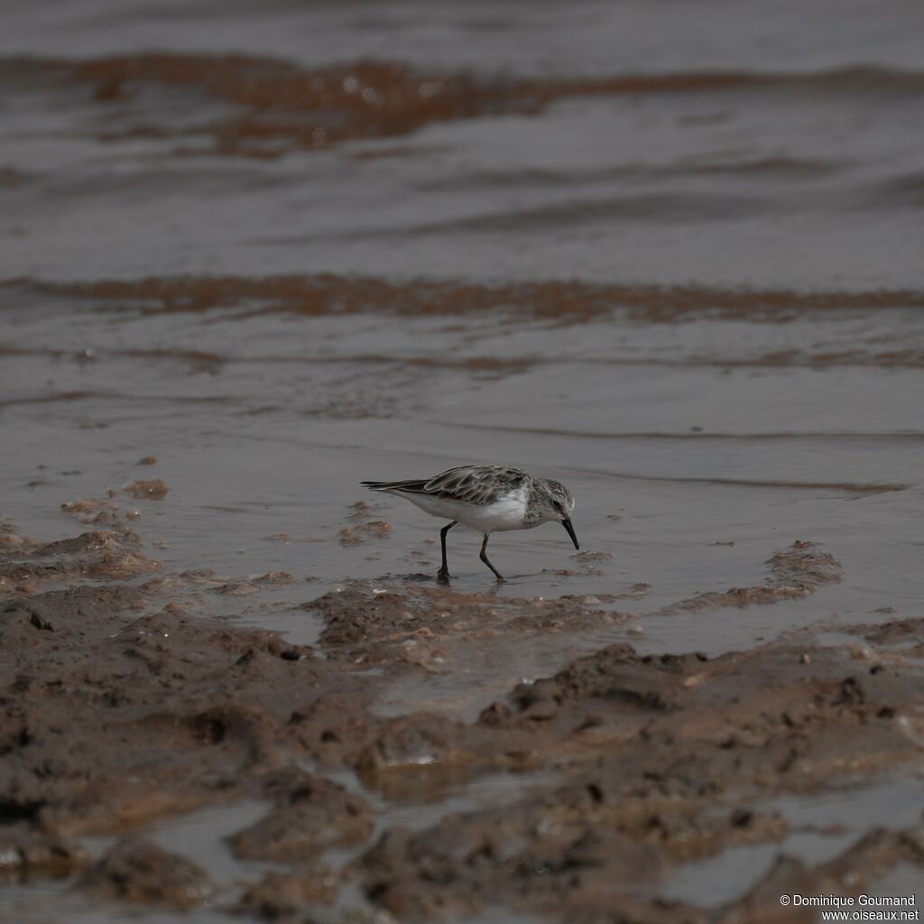 Little Stint