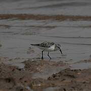 Little Stint