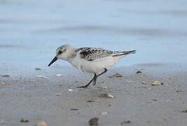 Bécasseau sanderling