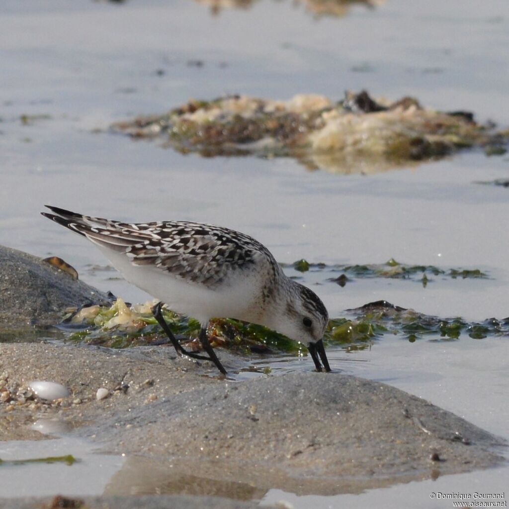 Bécasseau sanderling