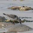 Bécasseau sanderling