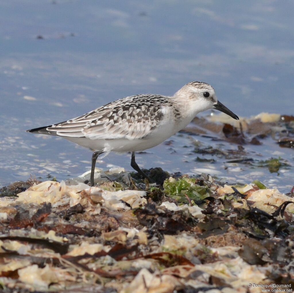 Sanderling