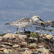 Sanderling