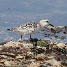 Bécasseau sanderling