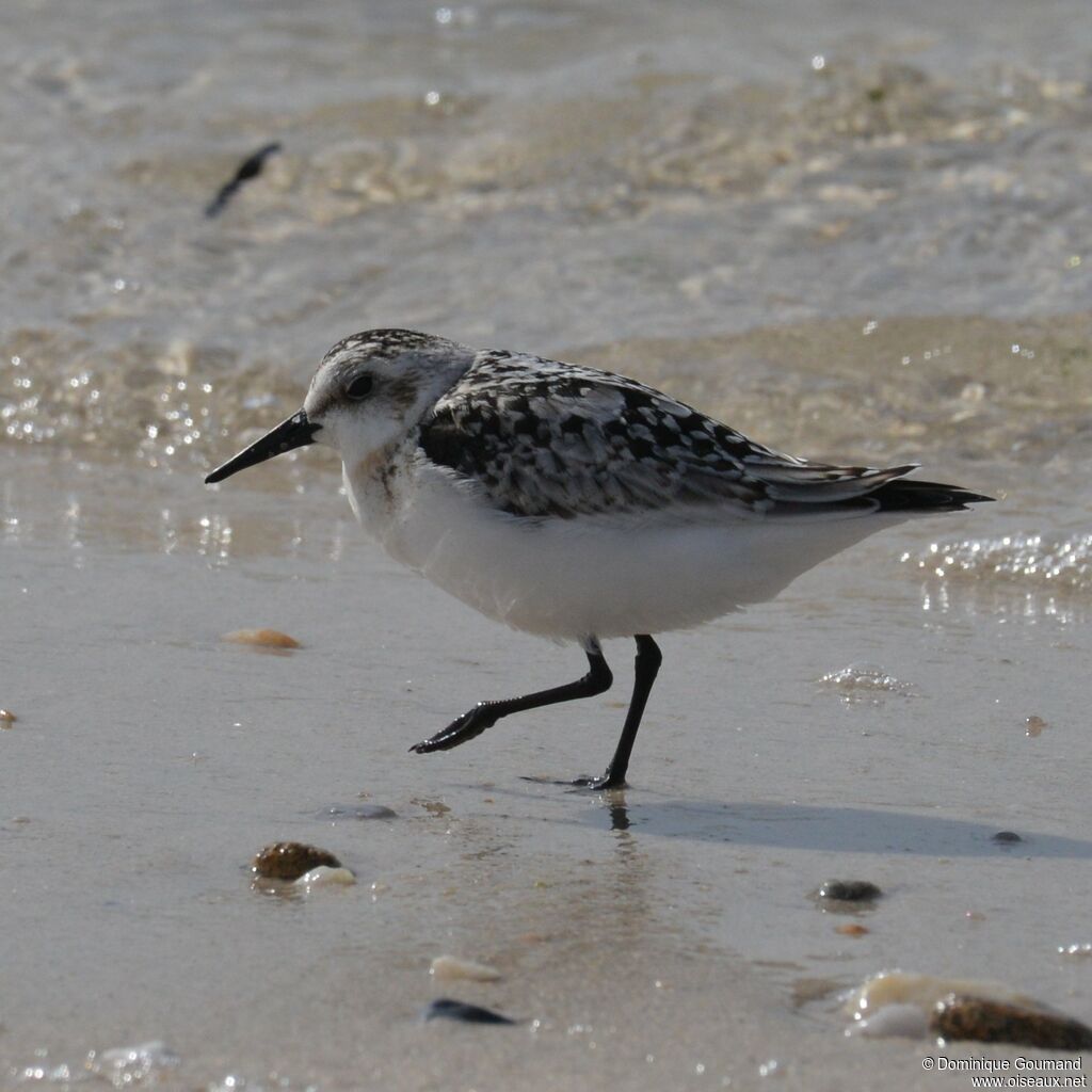 Bécasseau sanderling