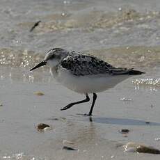 Bécasseau sanderling