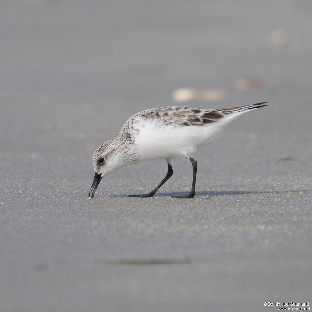 Bécasseau sanderling