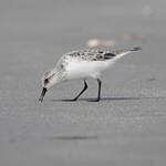 Bécasseau sanderling