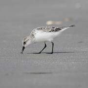 Bécasseau sanderling