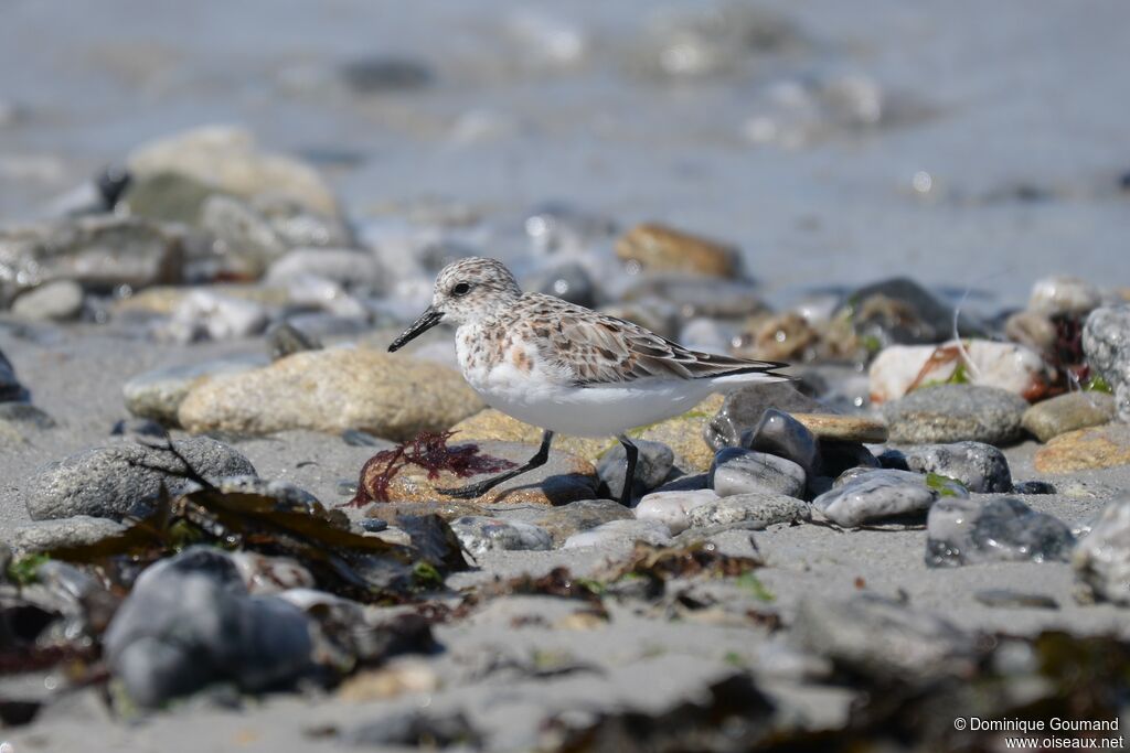 Bécasseau sanderling