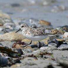 Bécasseau sanderling