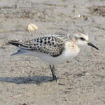 Bécasseau sanderling