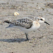 Sanderling