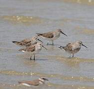 Dunlin