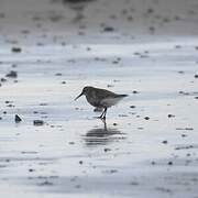 Dunlin