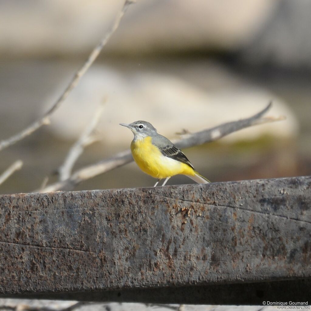 Grey Wagtail