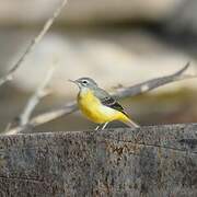 Grey Wagtail