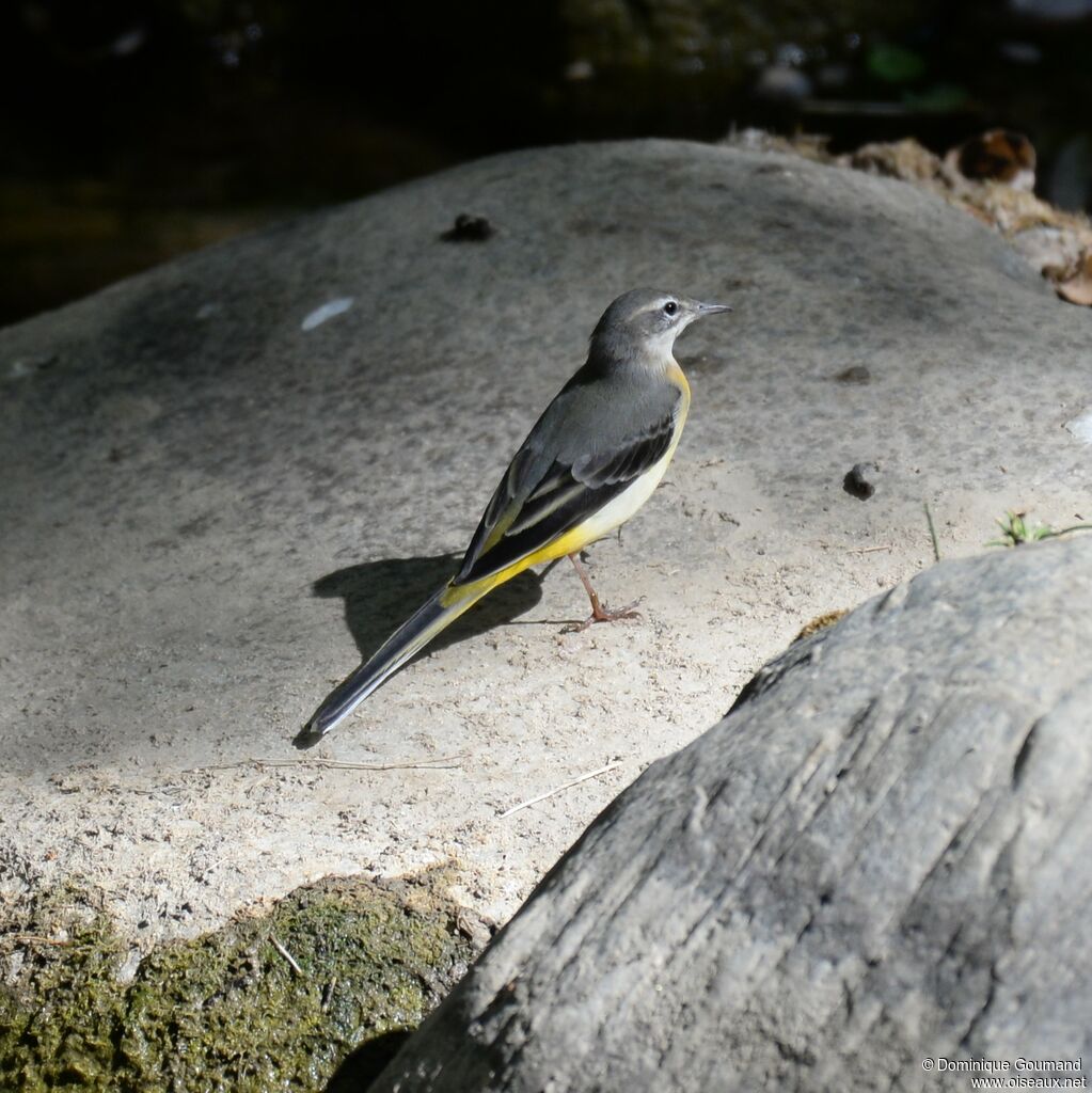 Bergeronnette des ruisseaux femelle