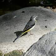 Grey Wagtail