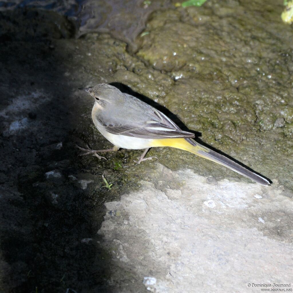 Bergeronnette des ruisseaux femelle