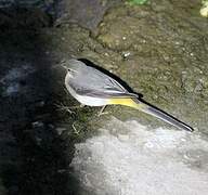 Grey Wagtail