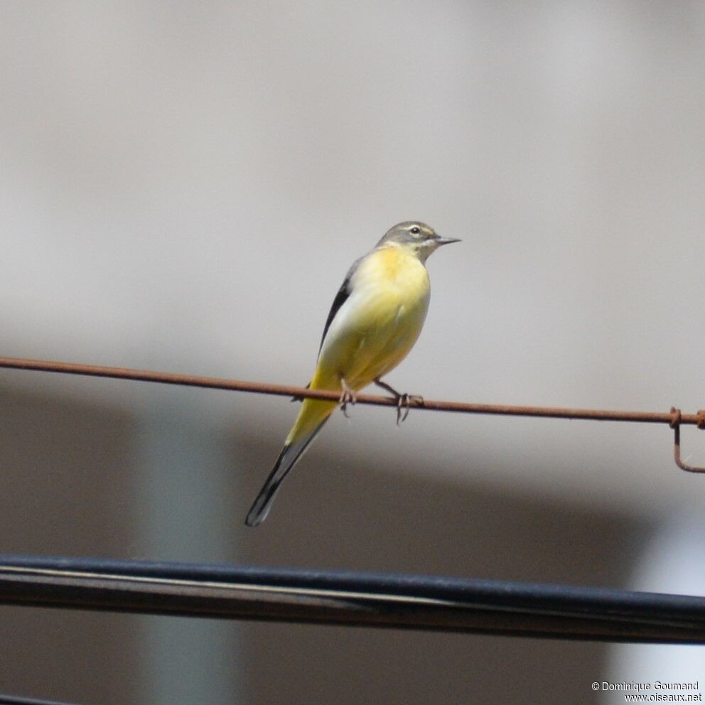 Grey Wagtail female adult