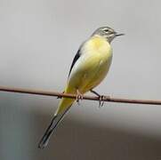 Grey Wagtail