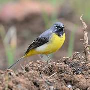 Grey Wagtail