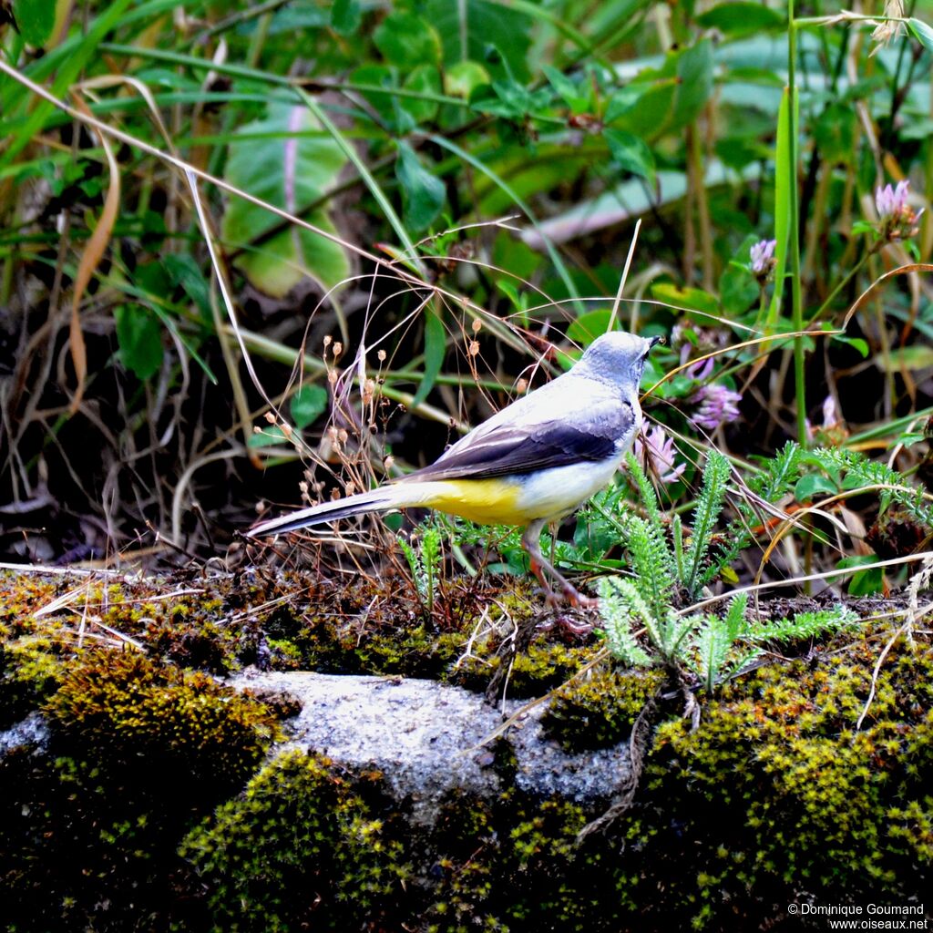 Grey Wagtail female adult