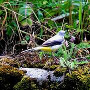 Grey Wagtail