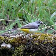 Grey Wagtail