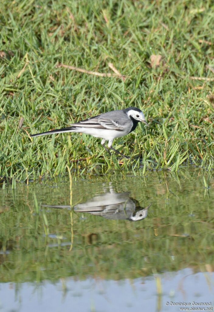 White Wagtailadult