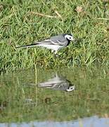 White Wagtail