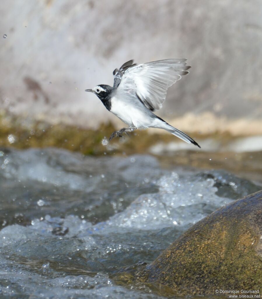 White Wagtail